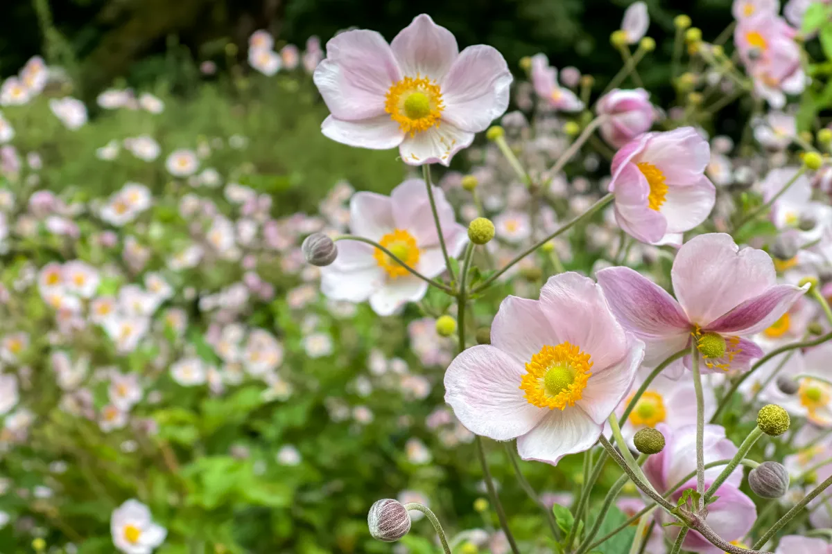 5-plantes-vivaces-a-fleurs-a-planter-des-maintenant-pour-un-printemps-colore