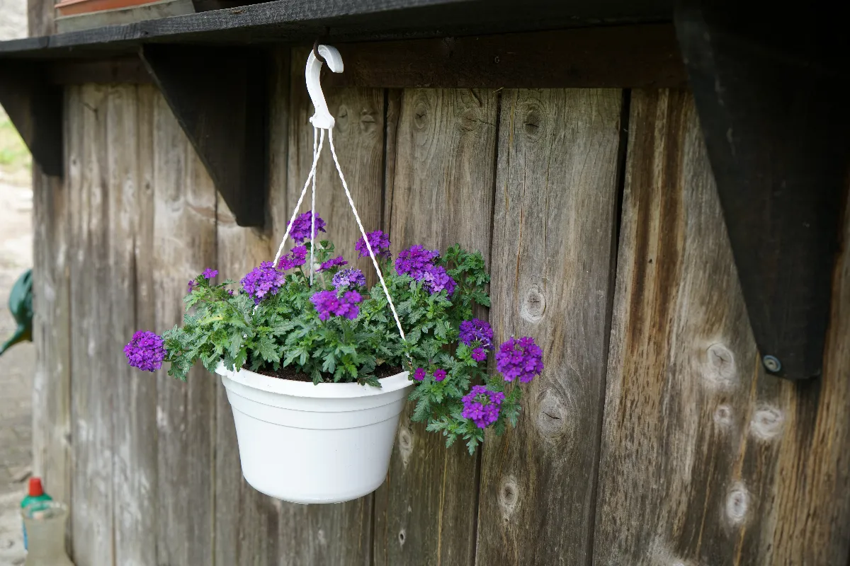 6-fleurs-a-choisir-pour-vos-jardinieres-suspendues-au-printemps