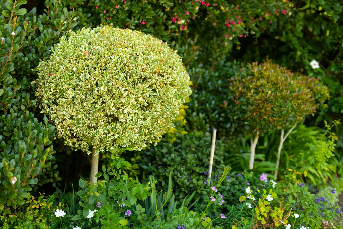 6-fleurs-et-arbustes-a-planter-au-pied-de-vos-arbres-fruitiers-pour-ameliorer-leur-croissance