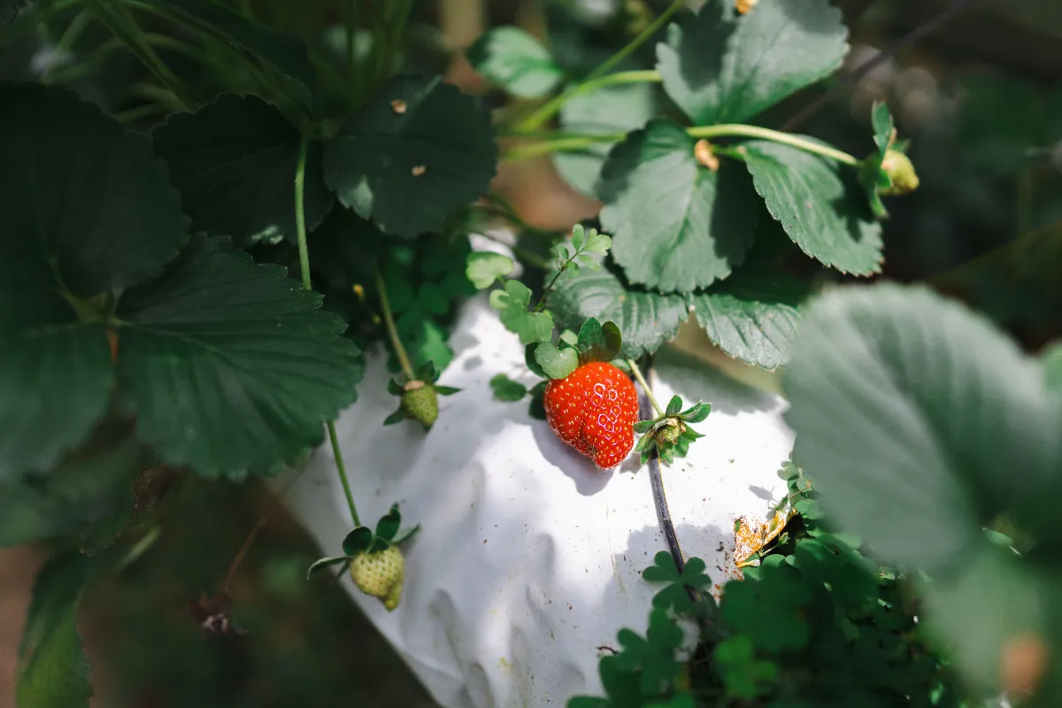 6-plantes-a-ne-surtout-pas-mettre-a-cote-de-vos-fraisiers-ne-faites-plus-lerreur