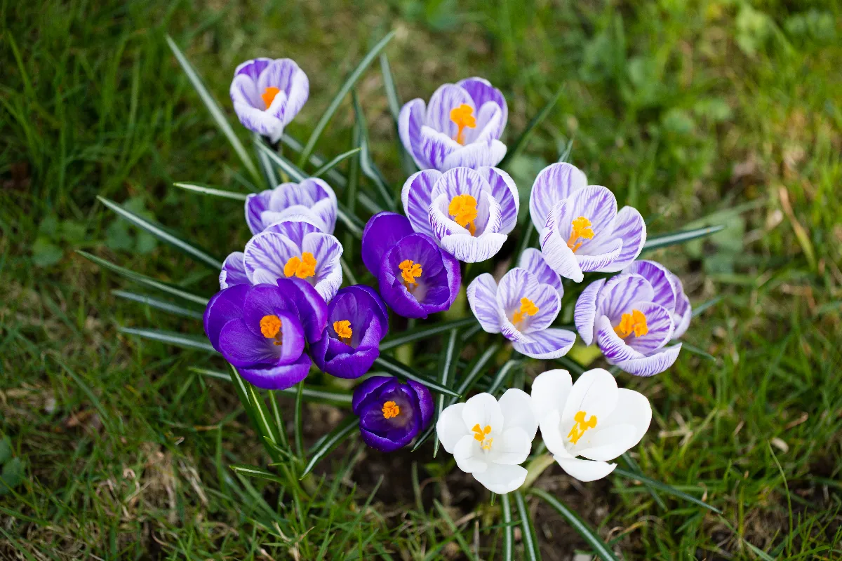 7-fleurs-a-planter-des-maintenant-dans-votre-jardin-pour-une-floraison-ideale-au-printemps