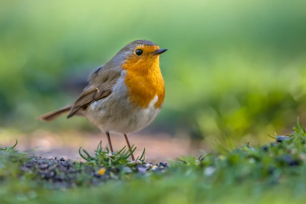 7-oiseaux-a-observer-dans-votre-jardin-des-le-debut-du-printemps-decouvrez-comment-les-attirer
