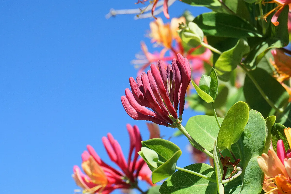 7-plantes-grimpantes-qui-poussent-vite-faites-le-bon-choix-pour-votre-deco-exterieure