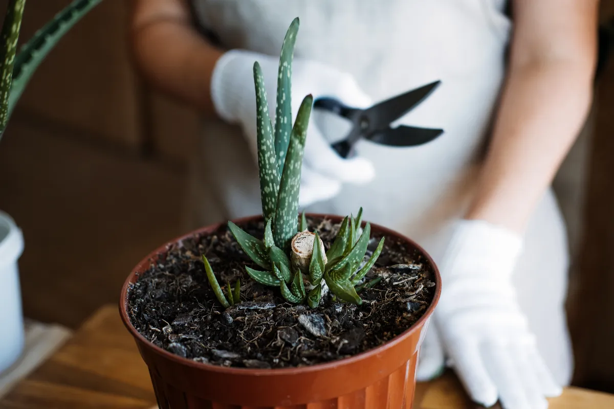 aloe-vera-reussir-son-entretien-en-interieur