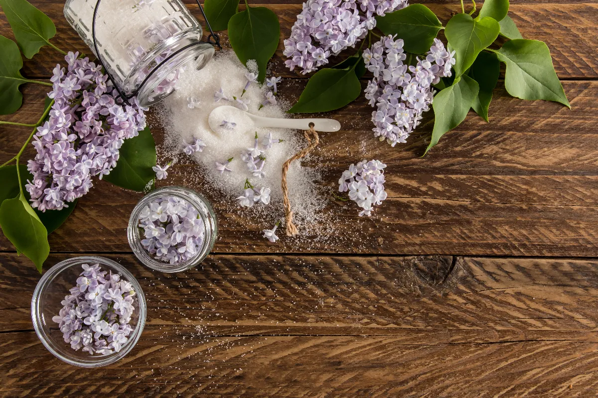 arroser-ses-plantes-avec-du-sucre-bonne-ou-mauvaise-idee-voici-la-reponse