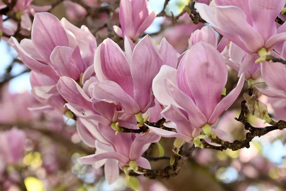 bien-entretenir-ses-magnolias-voici-les-erreurs-a-surtout-pas-faire