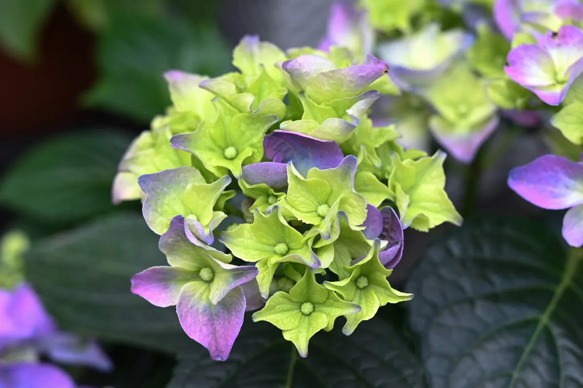 ce-produit-que-vous-avez-forcement-permet-de-booster-la-croissance-de-vos-hortensias-decouvrez-lequel