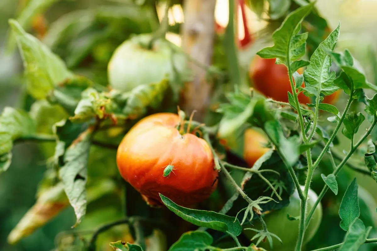 ces-nuisibles-empechent-la-croissance-de-vos-tomates-voici-comment-sen-debarrasser