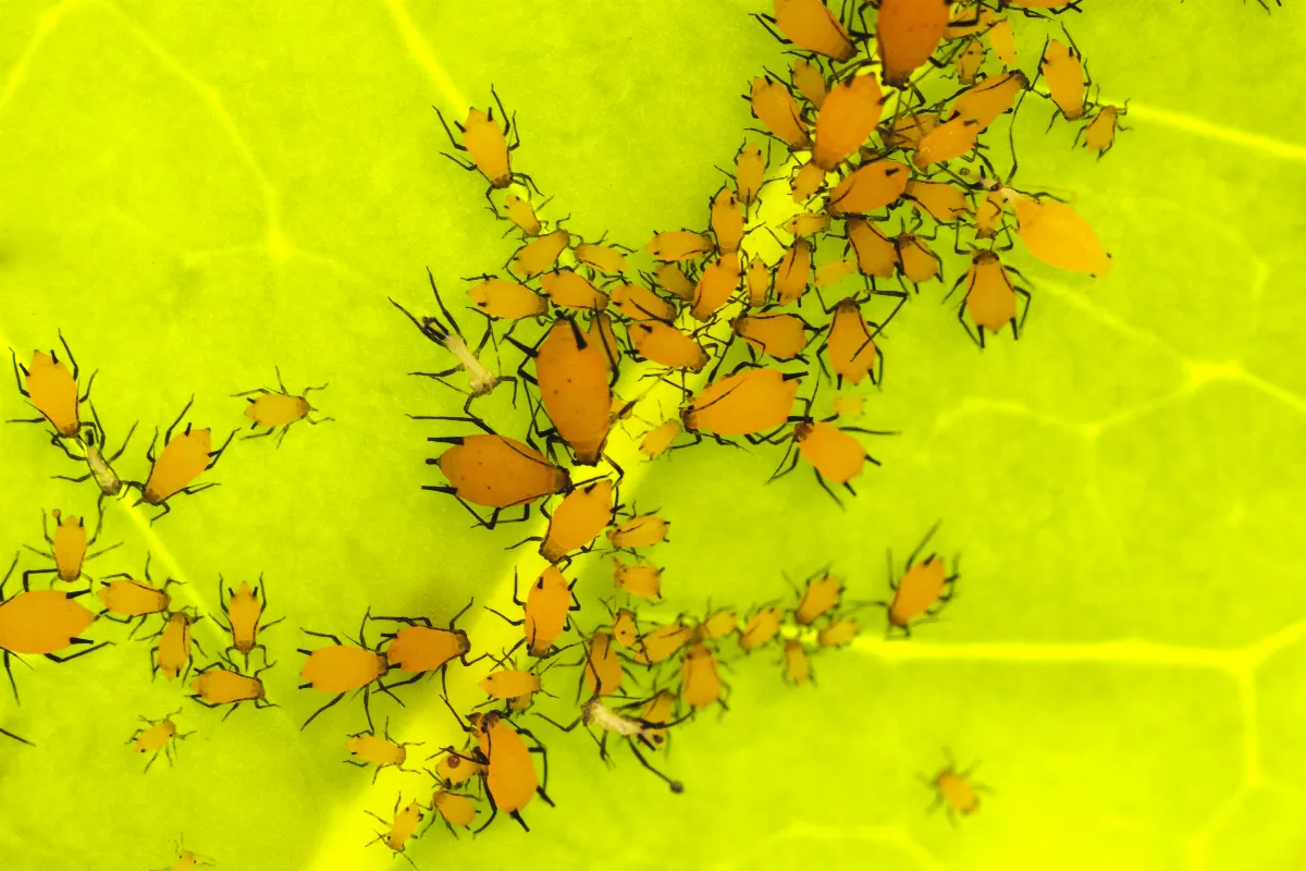 cet-ingredient-de-cuisine-inattendu-eloigne-les-pucerons-de-vos-plantes-decouvrez-lequel
