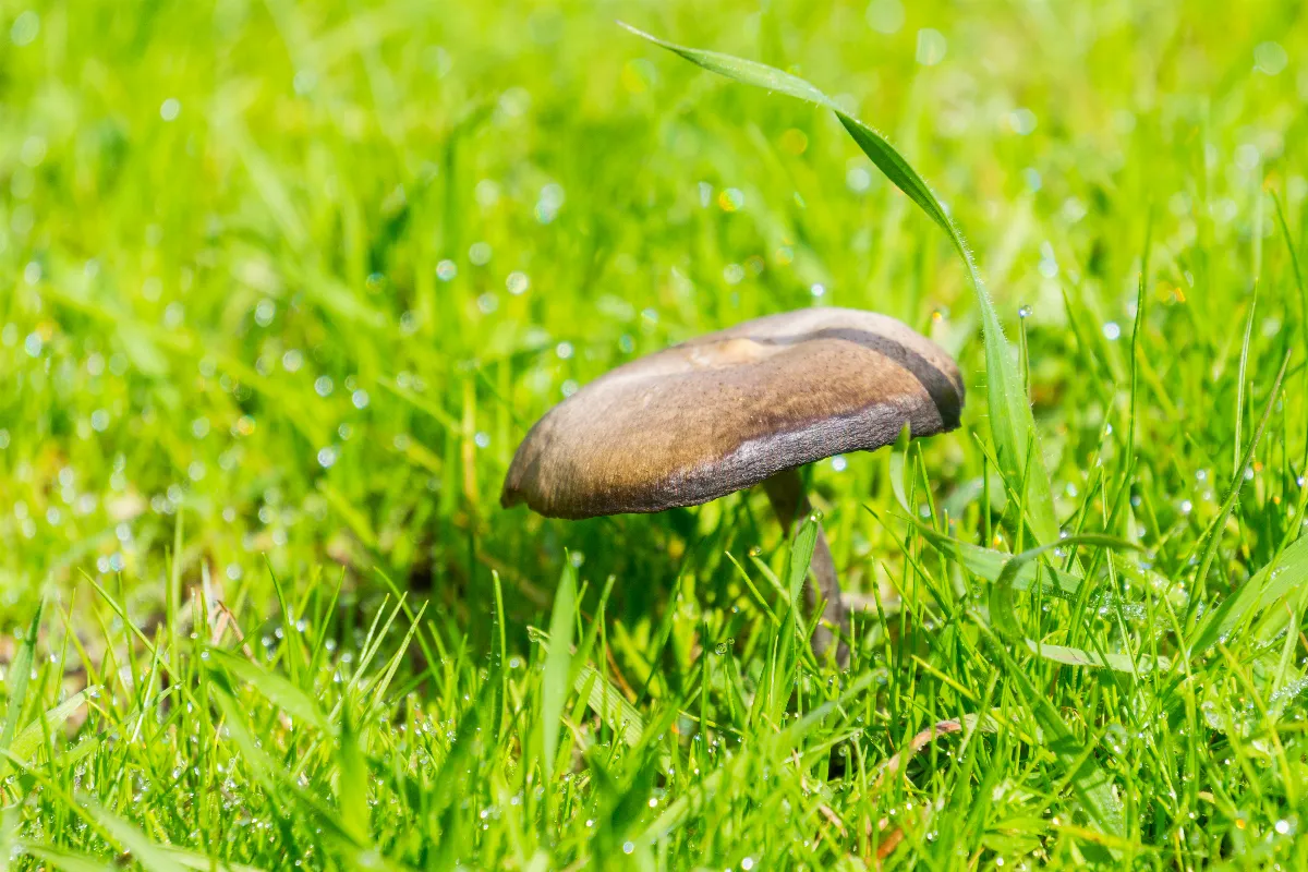 champignons-dans-votre-pelouse-comment-les-faire-disparaitre