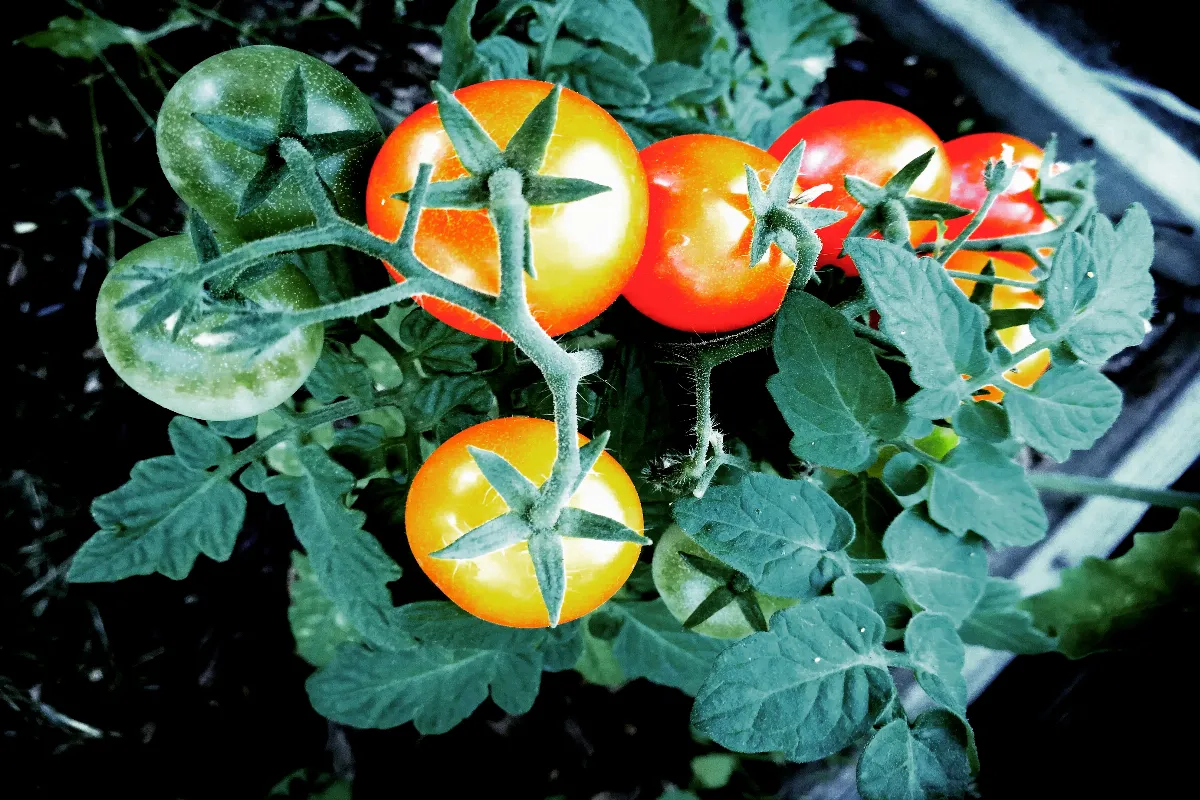 connaissez-vous-cette-nouvelle-methode-pour-faire-pousser-vos-tomates-et-multiplier-votre-recolte