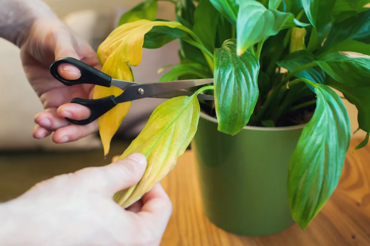 couper-le-bout-des-feuilles-marron-de-vos-plantes-est-ce-vraiment-une-bonne-idee