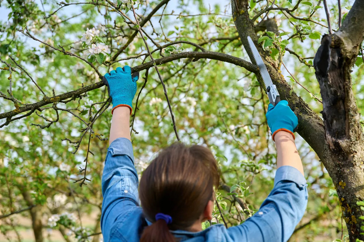 Couper les branches de l’arbre voisin qui dépassent attention à l’amende que vous risquez