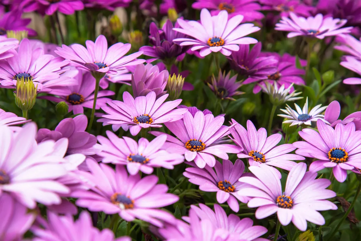 creer-un-parterre-de-fleurs-sans-entretien-4-etapes-a-suivre-pour-le-reussir