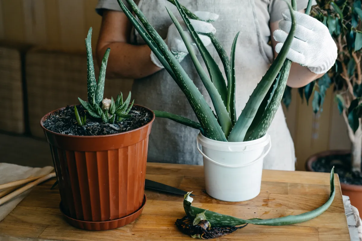 cultiver-laloe-vera-et-recolter-son-gel-voici-enfin-la-bonne-methode