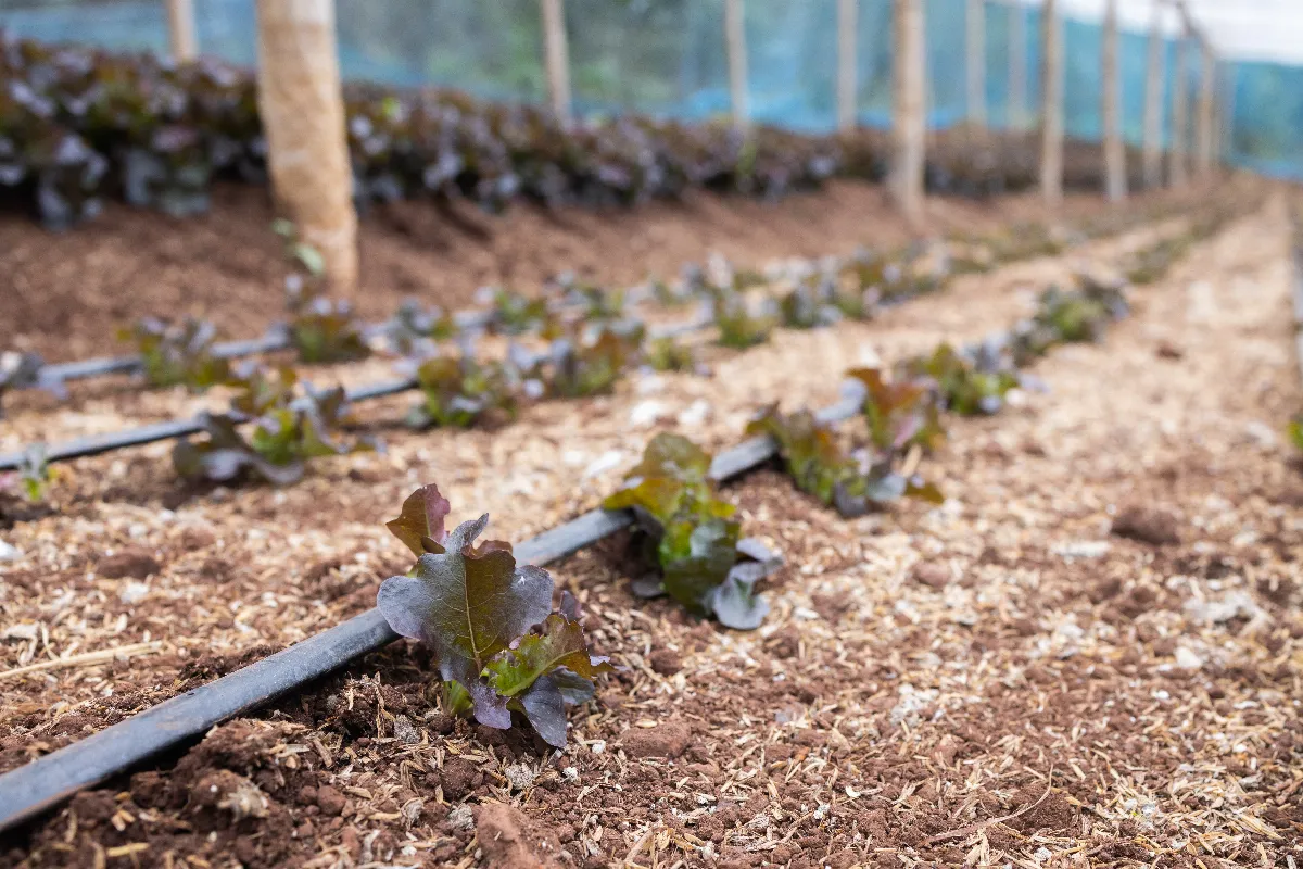 cultiver-sans-eau-cest-enfin-possible-grace-a-ces-methodes-incroyables