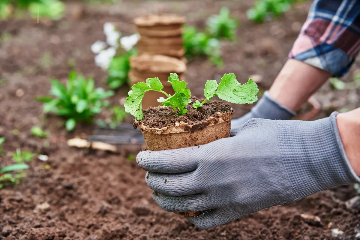 debut-mars-est-ce-trop-tot-pour-planter-en-terre-vos-semis-voici-la-reponse