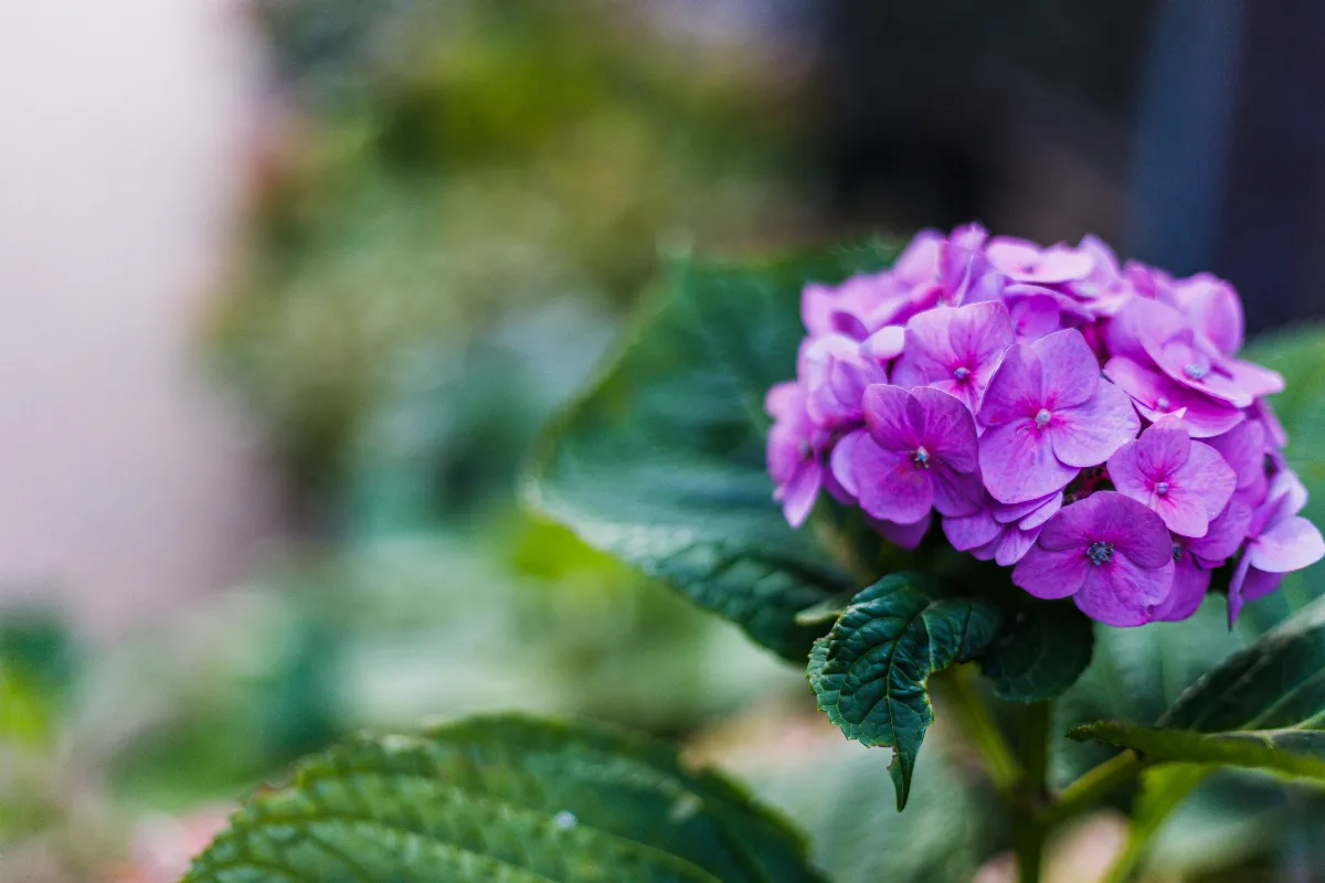 declenchez-facilement-la-floraison-de-vos-hortensias-avec-ces-astuces