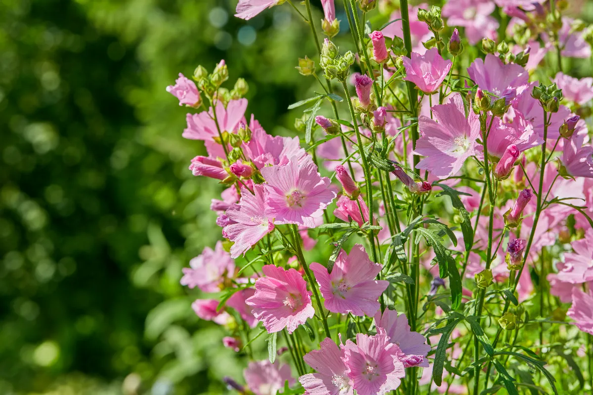 decouvrez-les-roses-tremieres-une-espece-de-plantes-vivaces-a-planter-le-long-des-murs-de-votre-maison