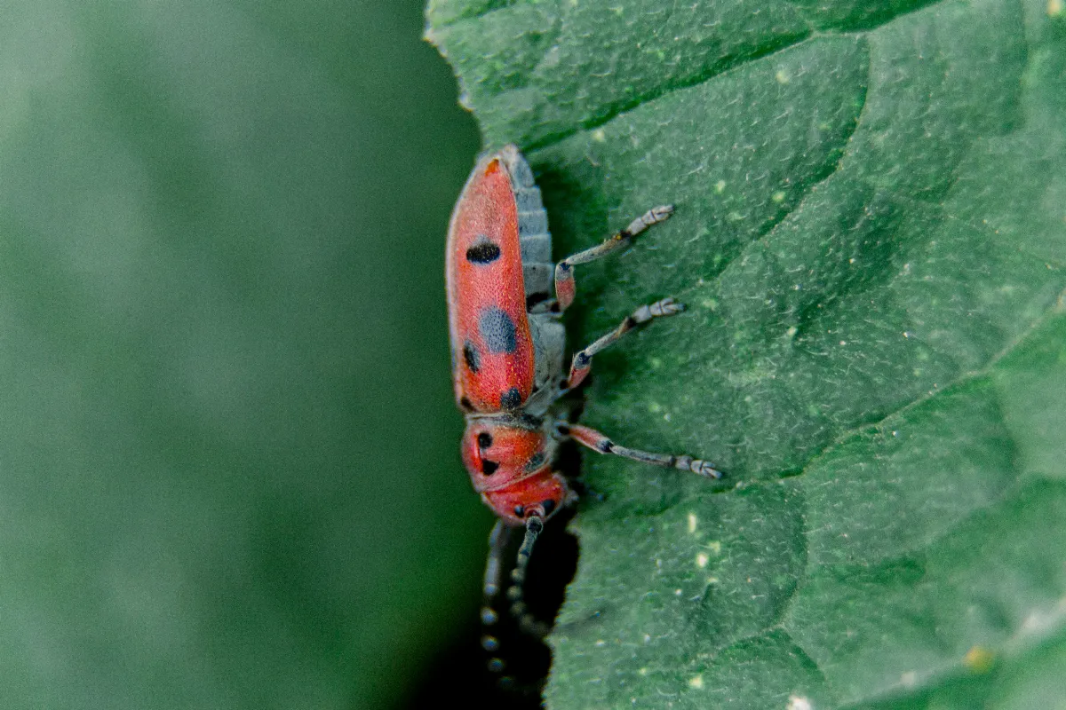 decouvrez-pourquoi-le-gendarme-est-benefique-pour-votre-jardin-tout-ce-quil-faut-savoir