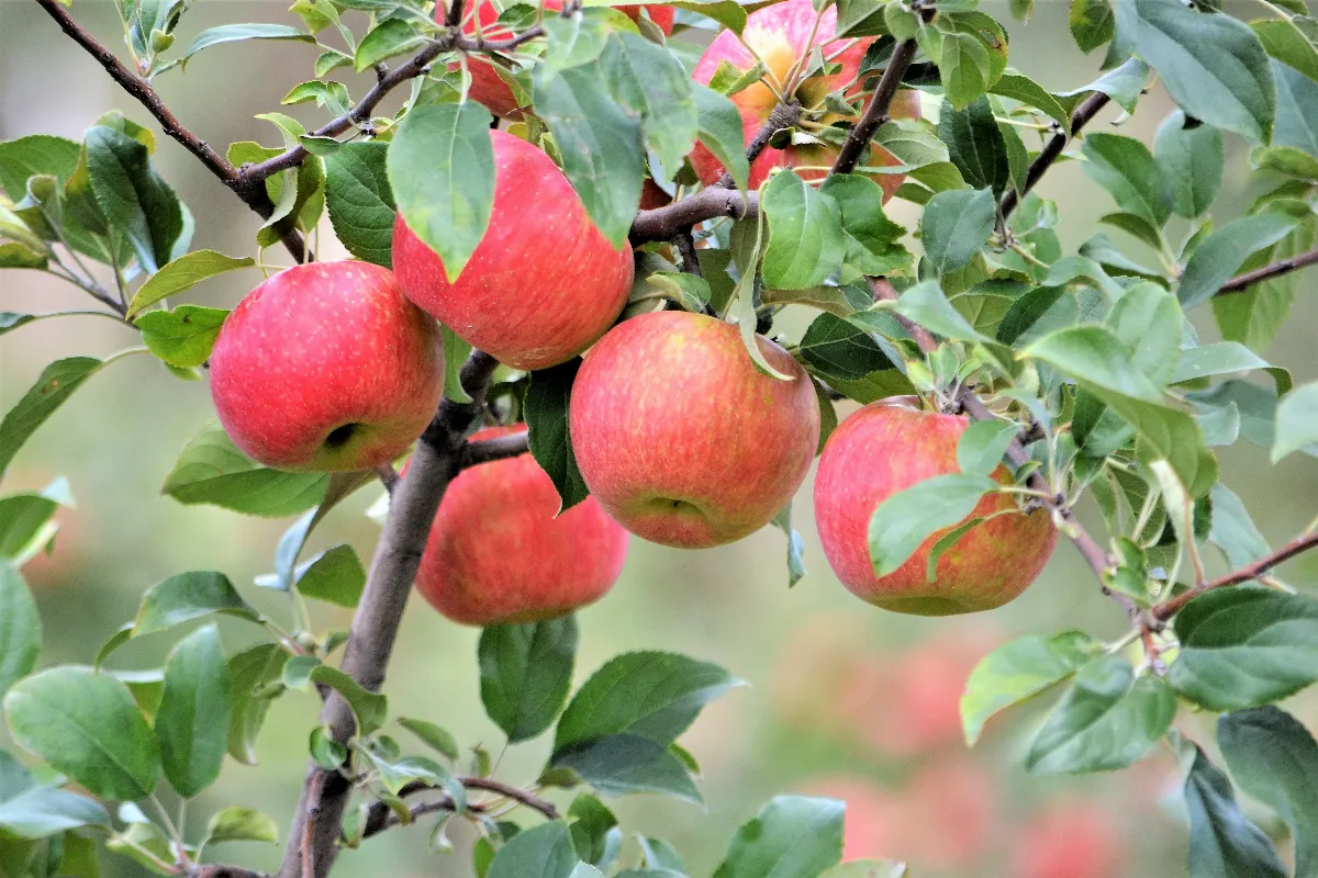 decouvrez-quand-et-comment-mettre-de-lengrais-au-pied-des-arbres-fruitiers-pour-obtenir-une-bonne-recolte