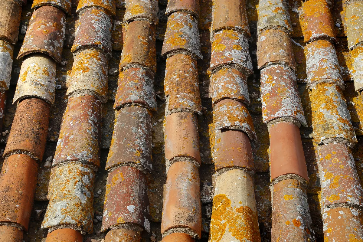 enlevez-la-mousse-de-votre-toit-sans-monter-dessus-voici-lastuce-pour-realiser-cette-operation-facilement