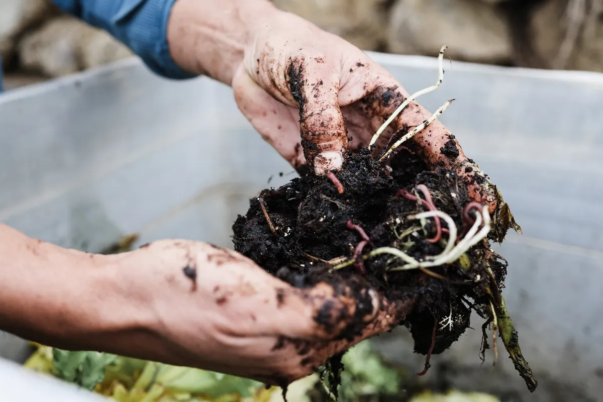 Mettre de la cendre de bois dans son compost estce une bonne idée ? Voici la réponse