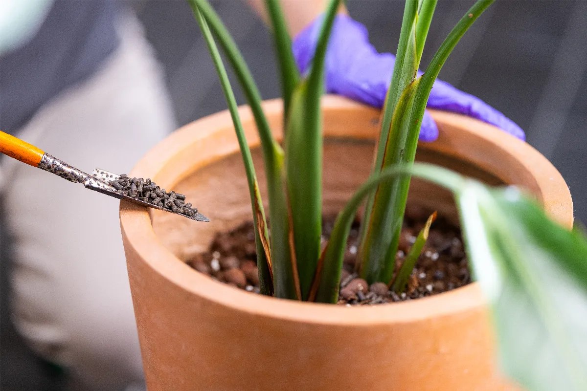 est-il-necessaire-de-fertiliser-toutes-vos-plantes-a-la-fin-de-lhiver-voici-la-reponse