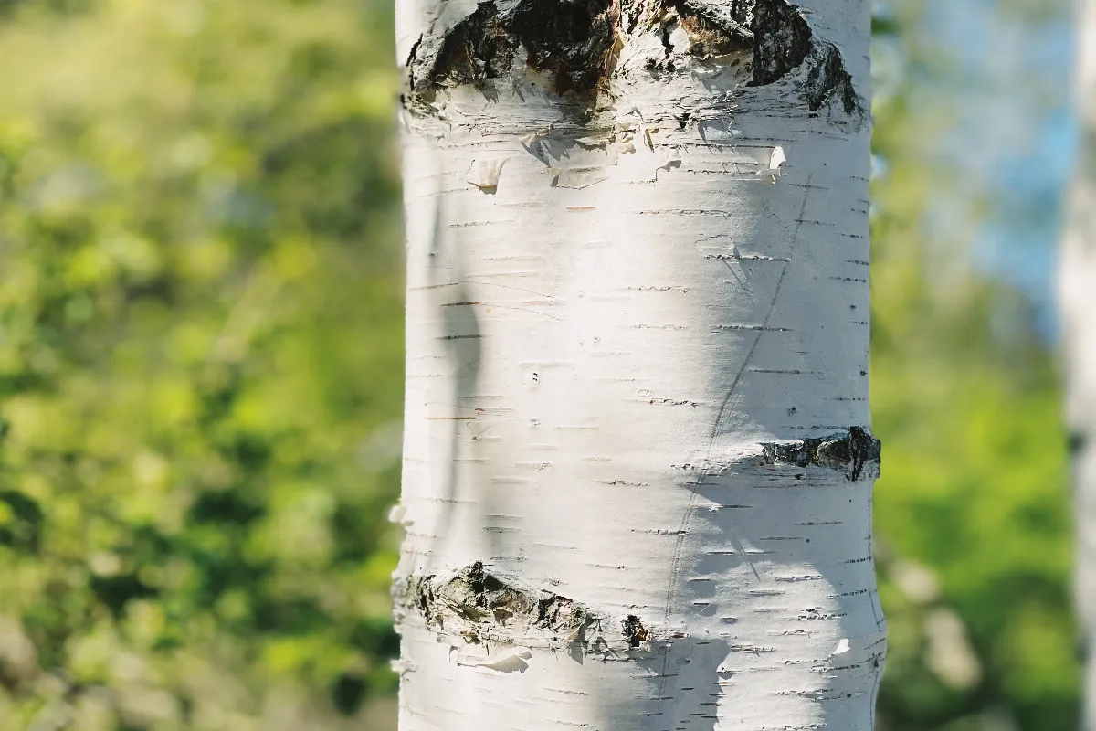 faire-le-chaulage-de-vos-arbres-fruitiers-en-mars-est-ce-vraiment-obligatoire-voici-la-reponse