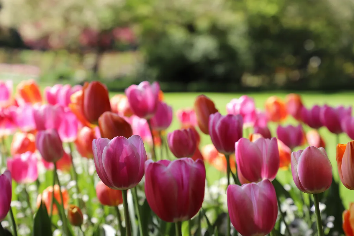 faites-fleurir-vos-tulipes-des-le-debut-du-printemps-grace-a-ces-astuces-incroyables