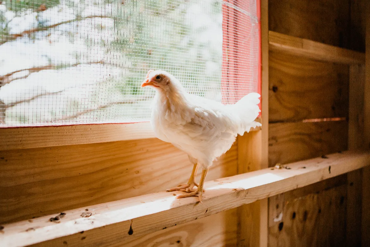 faut-il-eclairer-un-poulailler-decouvrez-tous-les-bienfaits-pour-vos-poules