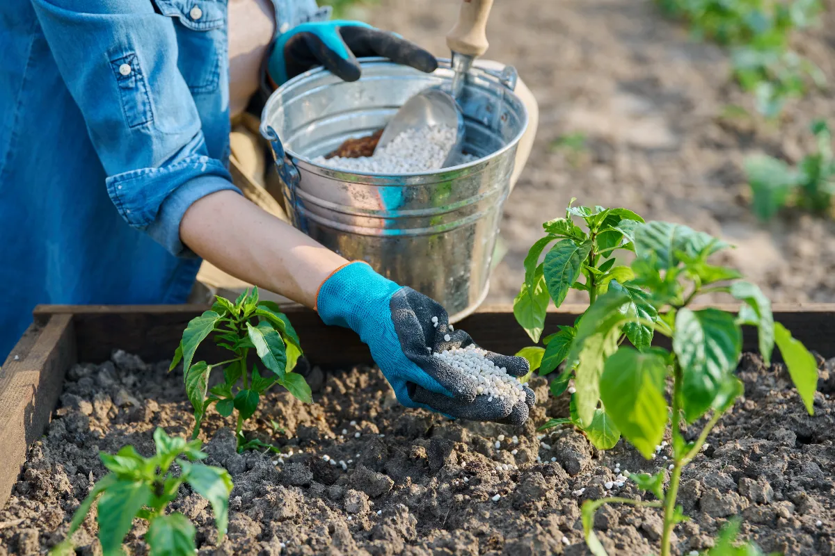 faut-il-mettre-de-lengrais-sur-vos-tomates-des-mars-tout-ce-que-vous-devez-savoir