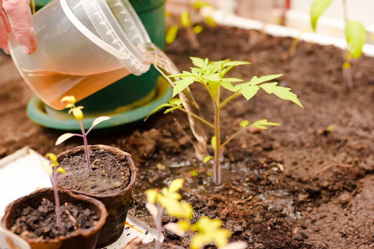 fertilisation-foliaire-decouvrez-cette-methode-incroyable-pour-booster-votre-jardin