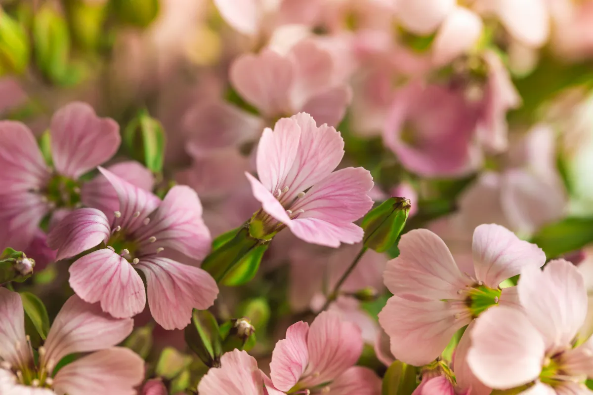 fin-de-lhiver-voici-comment-reveiller-vos-geraniums-et-favoriser-leur-floraison