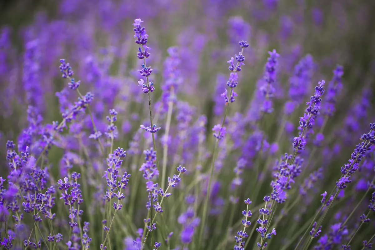 fin-mars-cest-le-moment-pour-tailler-votre-lavande-afin-dobtenir-une-belle-floraison