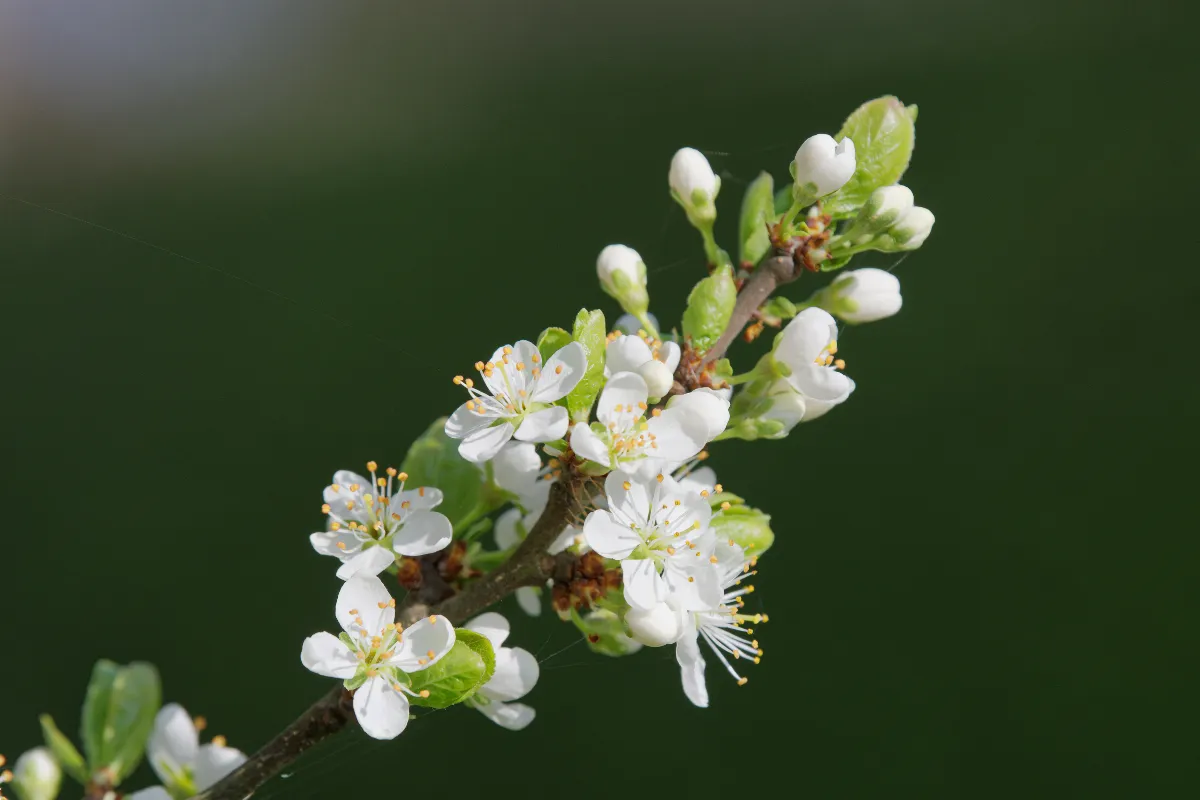floraison-precoce-de-vos-arbres-fruitiers-en-mars-comment-bien-reagir-voici-la-marche-a-suivre