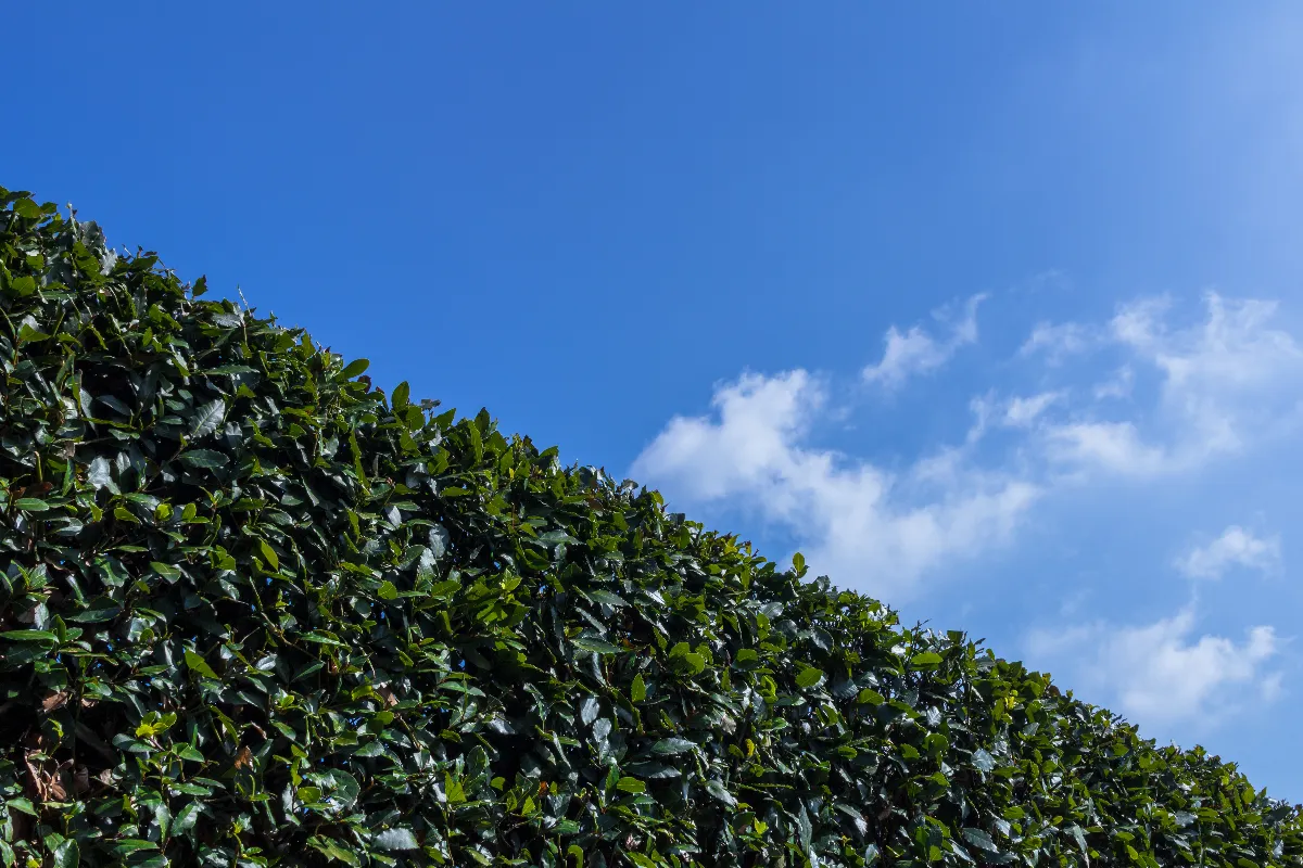 interdit-depuis-le-15-mars-quelle-est-cette-activite-de-jardinage-que-vous-ne-pouvez-plus-faire