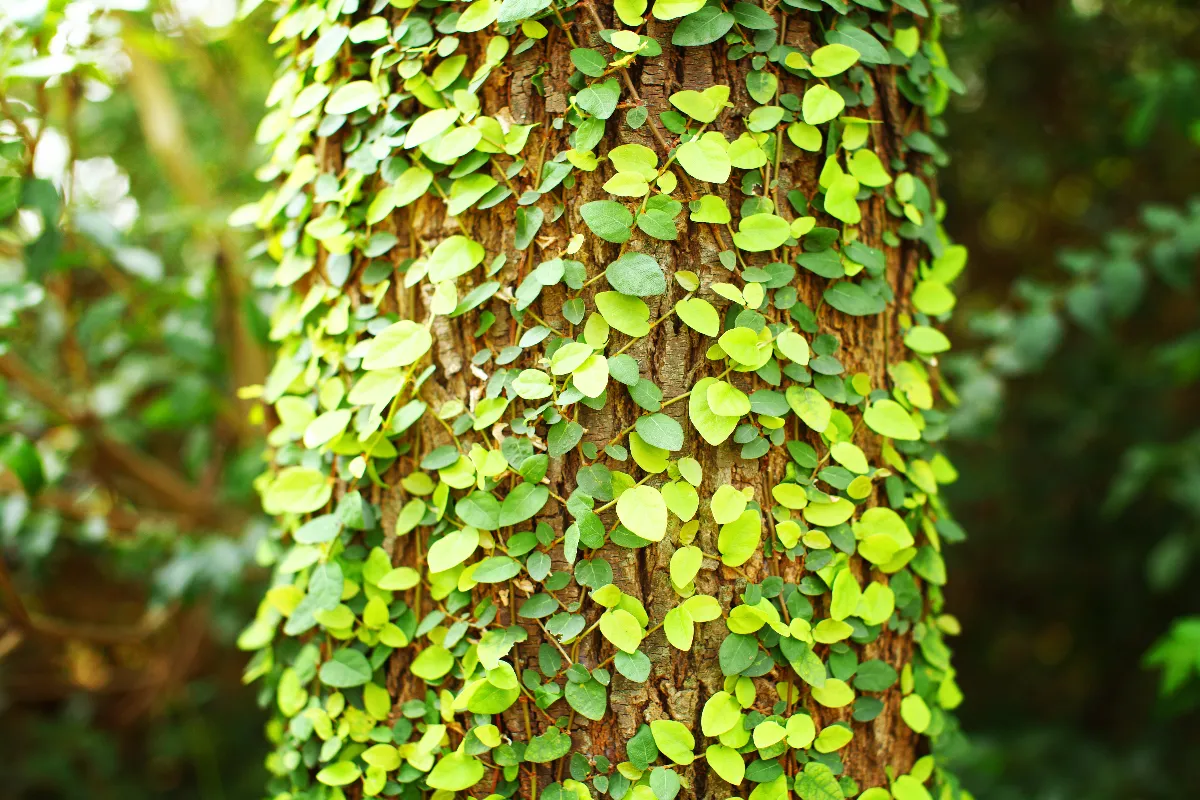 le-lierre-un-allie-ou-un-ennemi-pour-les-arbres-fruitiers-voici-enfin-la-reponse