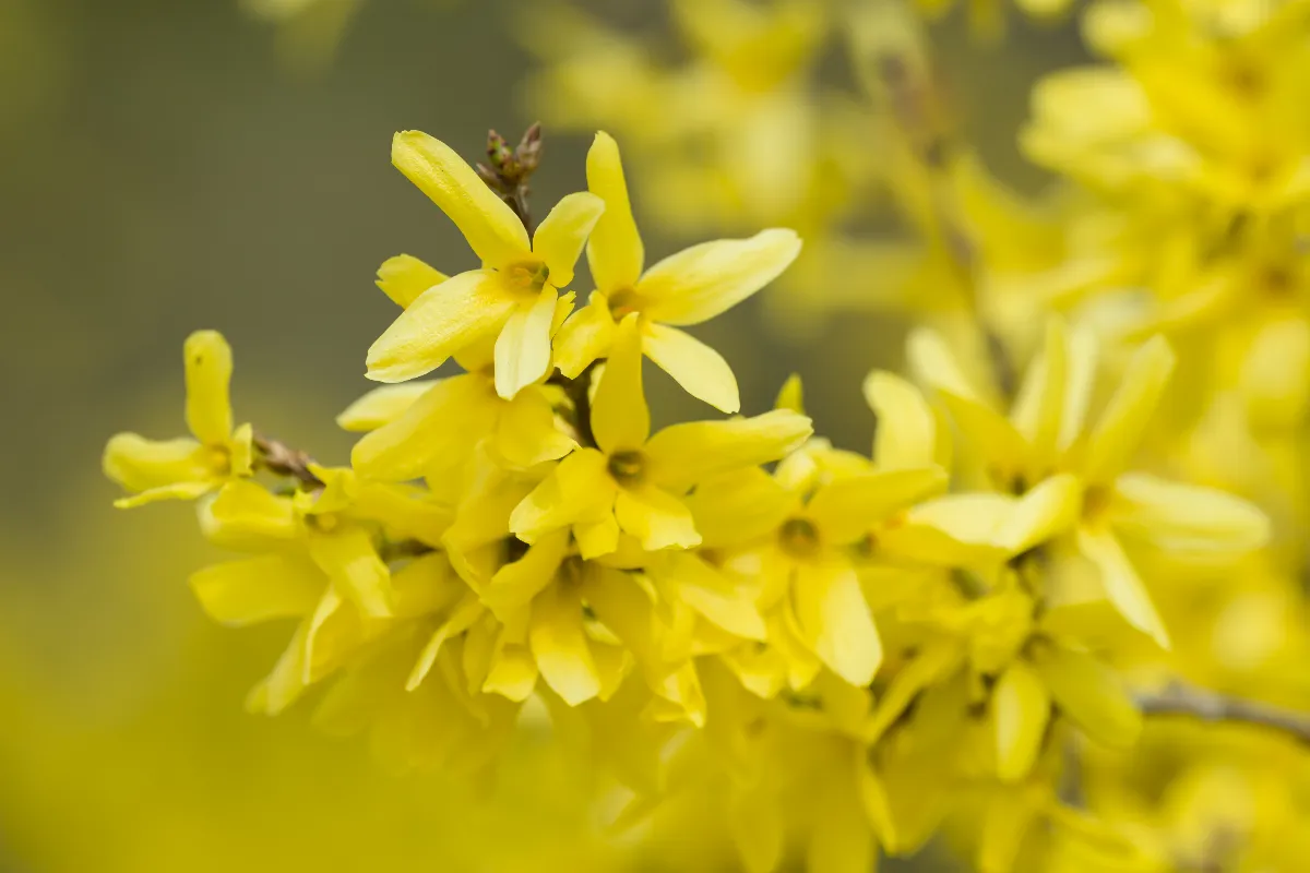le-printemps-est-la-cest-le-moment-de-tailler-votre-forsythia-pour-avoir-de-belles-fleurs-jaunes