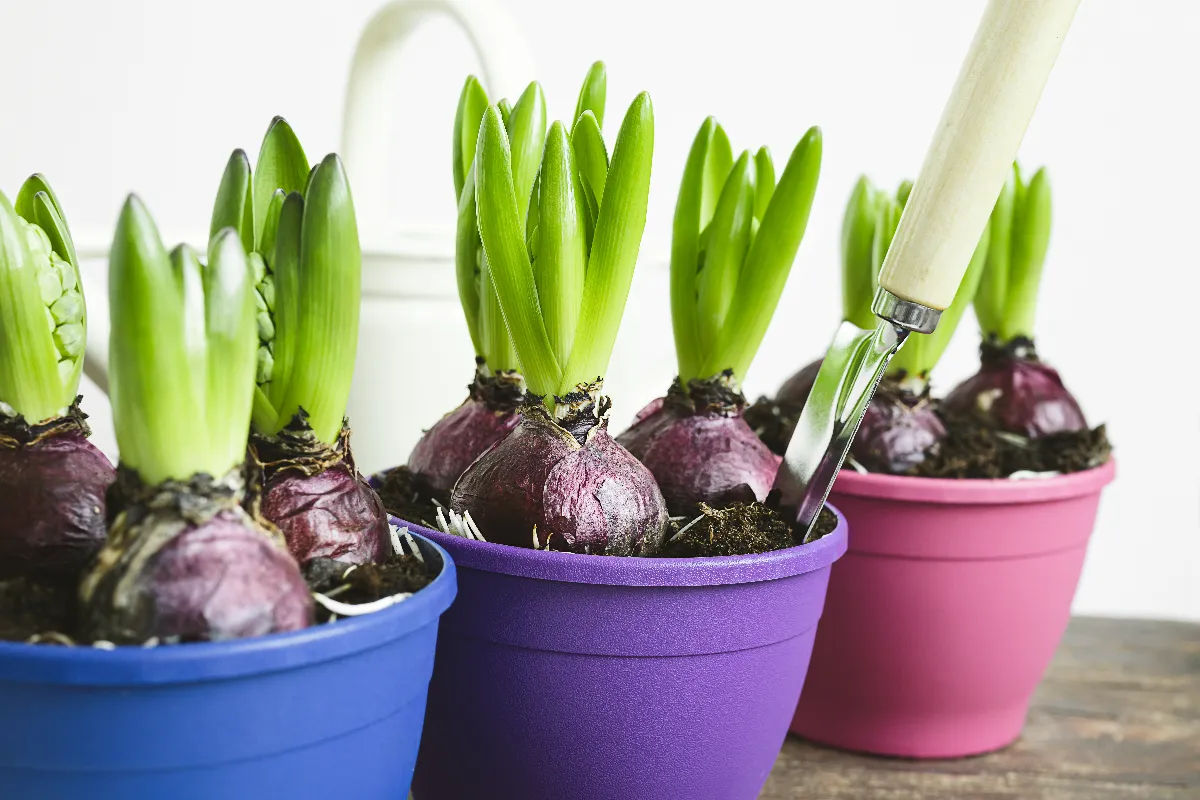 le-printemps-est-la-cest-le-moment-pour-commencer-a-planter-les-bulbes-dans-votre-jardin