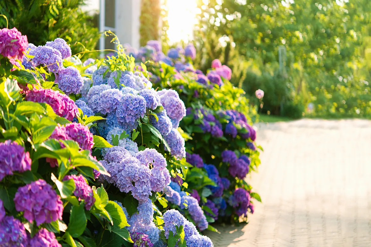 les-3-meilleurs-types-de-paillage-pour-ameliorer-la-floraison-de-vos-hortensias-lequel-choisir