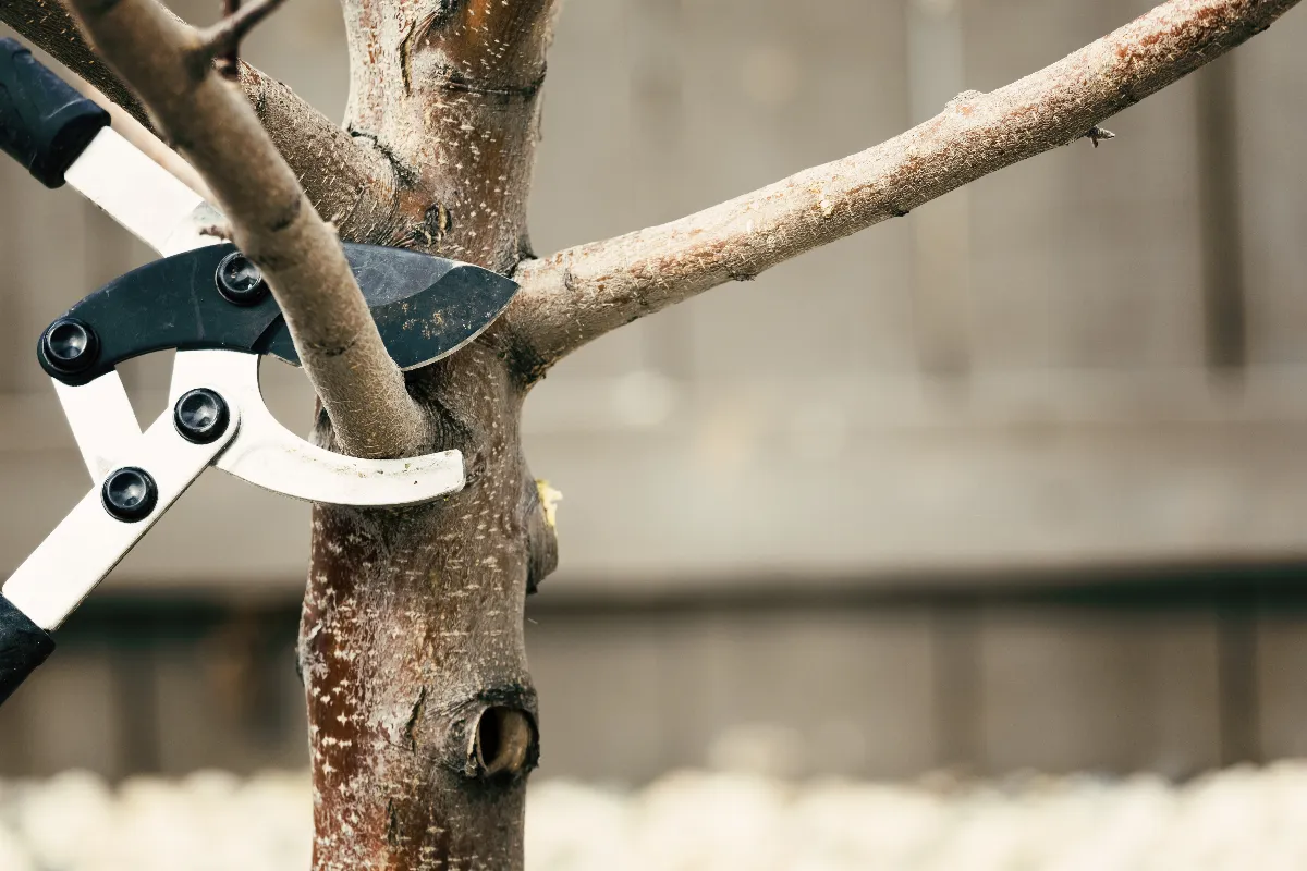 les-4-etapes-essentielles-pour-reussir-lelagage-de-vos-arbres-en-toute-securite