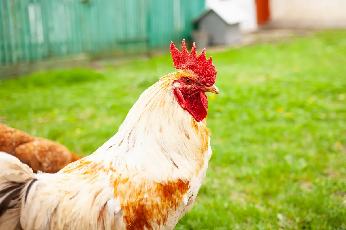 les-5-choses-que-les-poules-detestent-dans-le-jardin-decouvrez-lesquelles