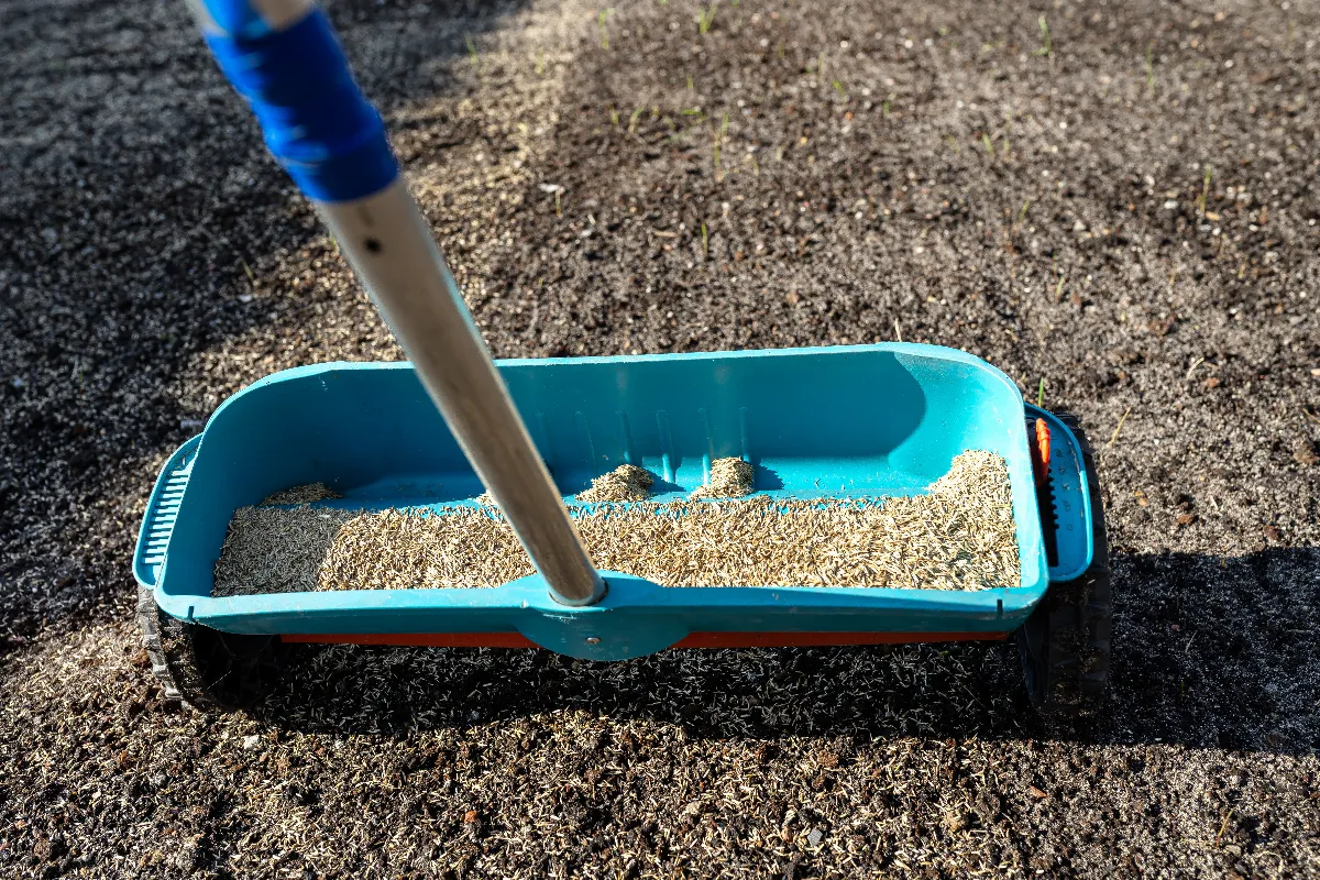 les-5-etapes-essentielles-a-suivre-pour-semer-un-nouveau-gazon-adoptez-la-bonne-technique