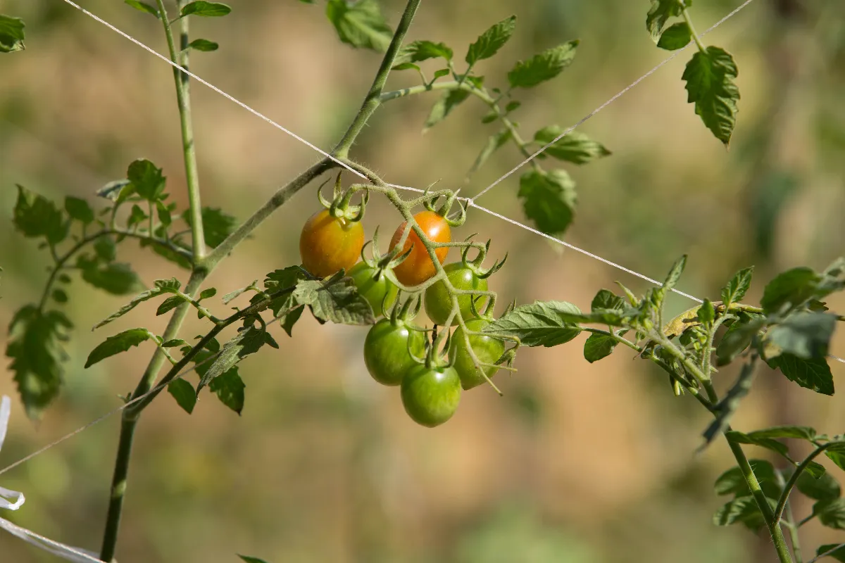 mars-comment-bien-proteger-vos-jeunes-plants-de-tomates-tout-ce-quil-savoir