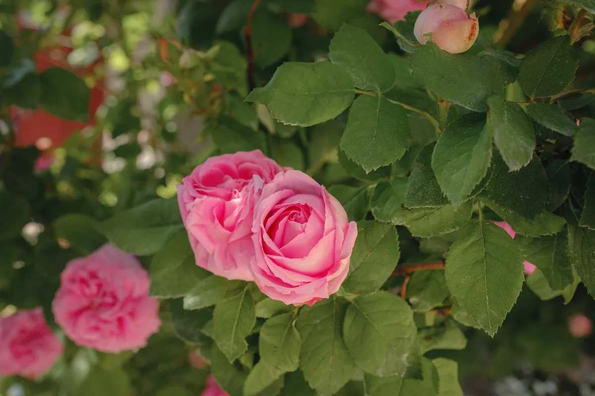 mettre-des-plantes-couvre-sol-au-pied-des-rosiers-decouvrez-tous-les-avantages-de-cette-astuce