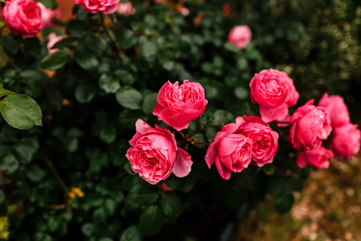 multipliez-les-roses-sur-votre-rosier-en-suivant-ces-6-astuces-incroyables