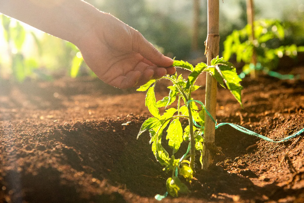 nouveaux-plants-de-tomates-en-terre-faut-il-les-arroser-directement-voici-la-bonne-methode-a-suivre