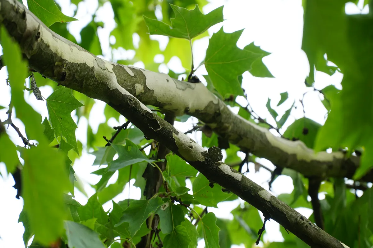 planter-un-platane-dans-son-jardin-voici-les-etapes-a-suivre-absolument-pour-un-bon-entretien