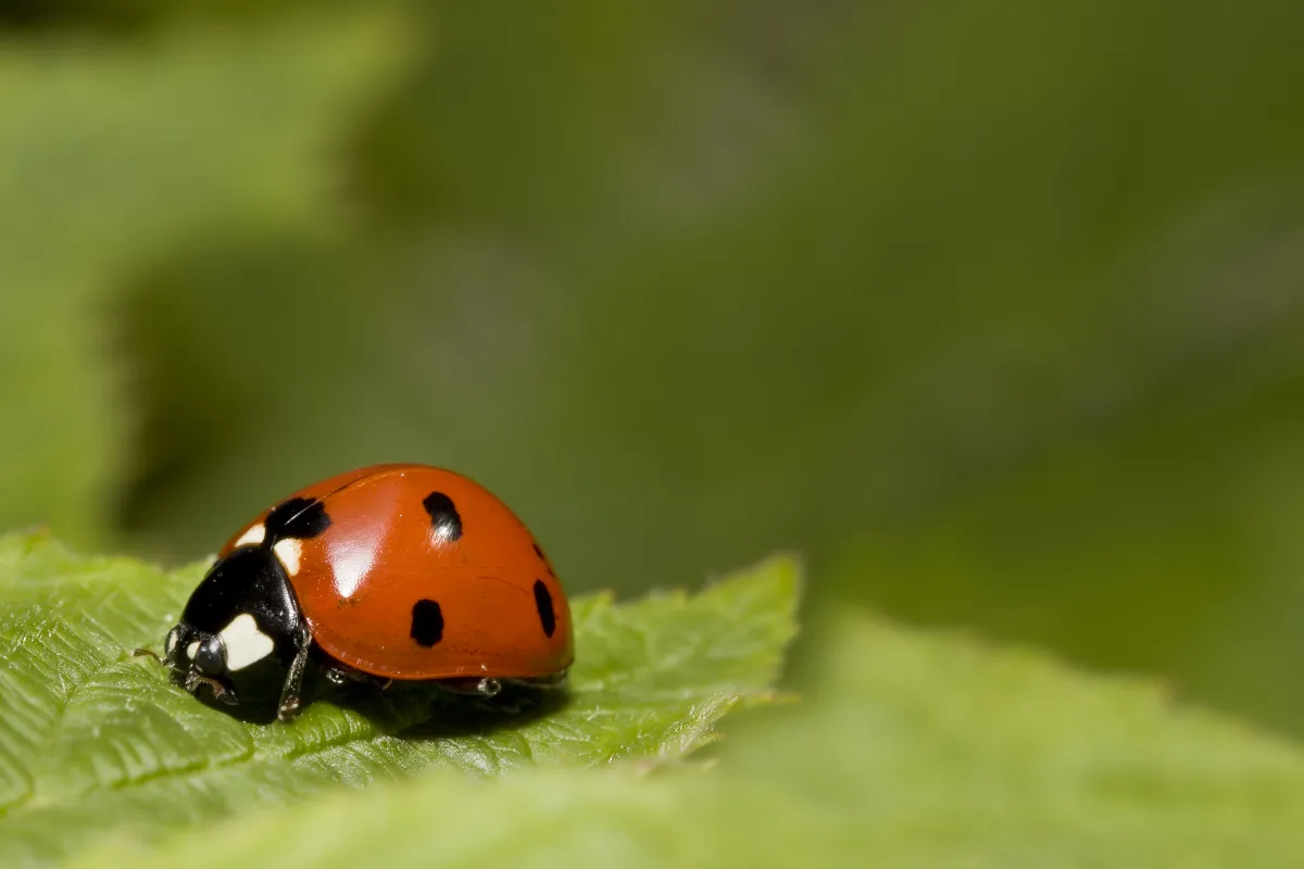 profitez-dun-jardin-plus-sain-en-attirant-des-coccinelles-dans-votre-potager-voici-les-astuces